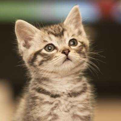 Why Does My Kitten or Cat Need Vaccines?